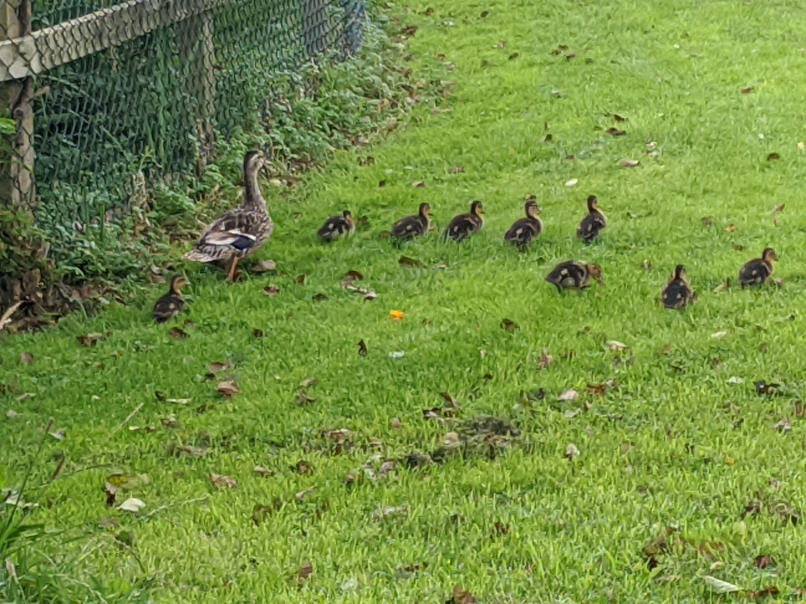 Nine ducklings starting to grow, August 23rd